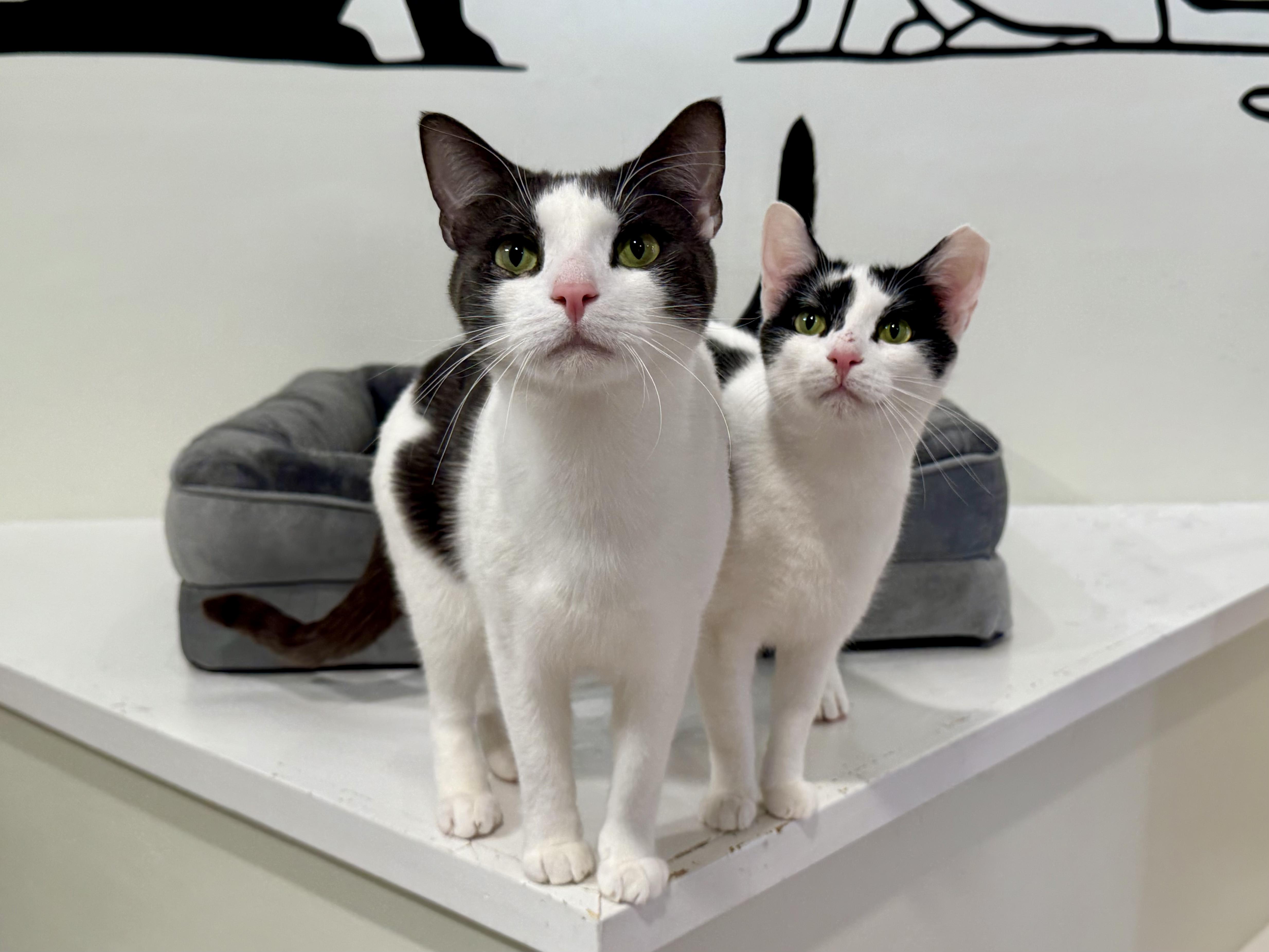 Enlarge MooMoo, a Adoptable Domestic Short Hair in Old Saybrook, CT image 6/6