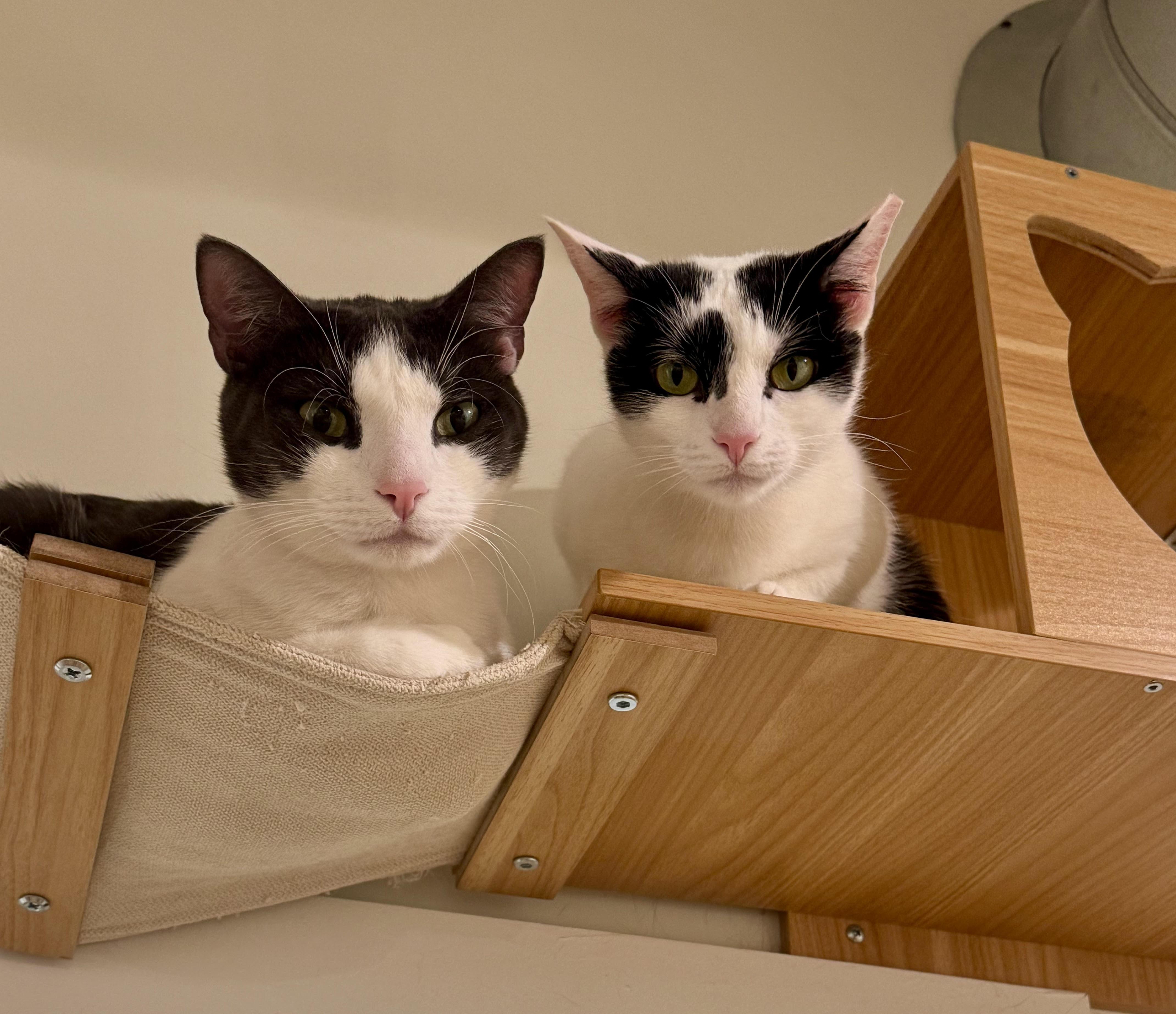 Enlarge MooMoo, a Adoptable Domestic Short Hair in Old Saybrook, CT image 4/6