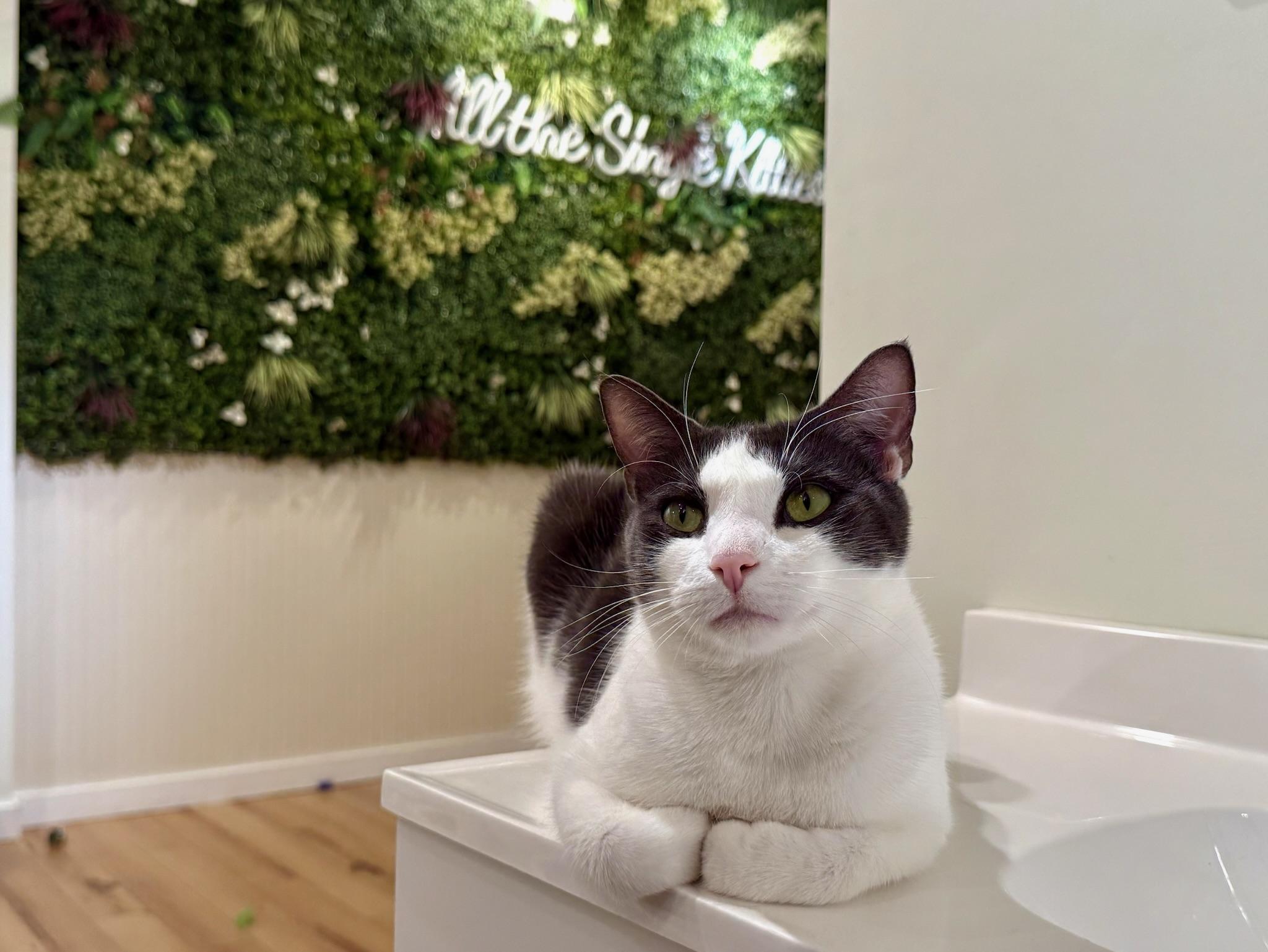 Enlarge MooMoo, a Adoptable Domestic Short Hair in Old Saybrook, CT image 1/6