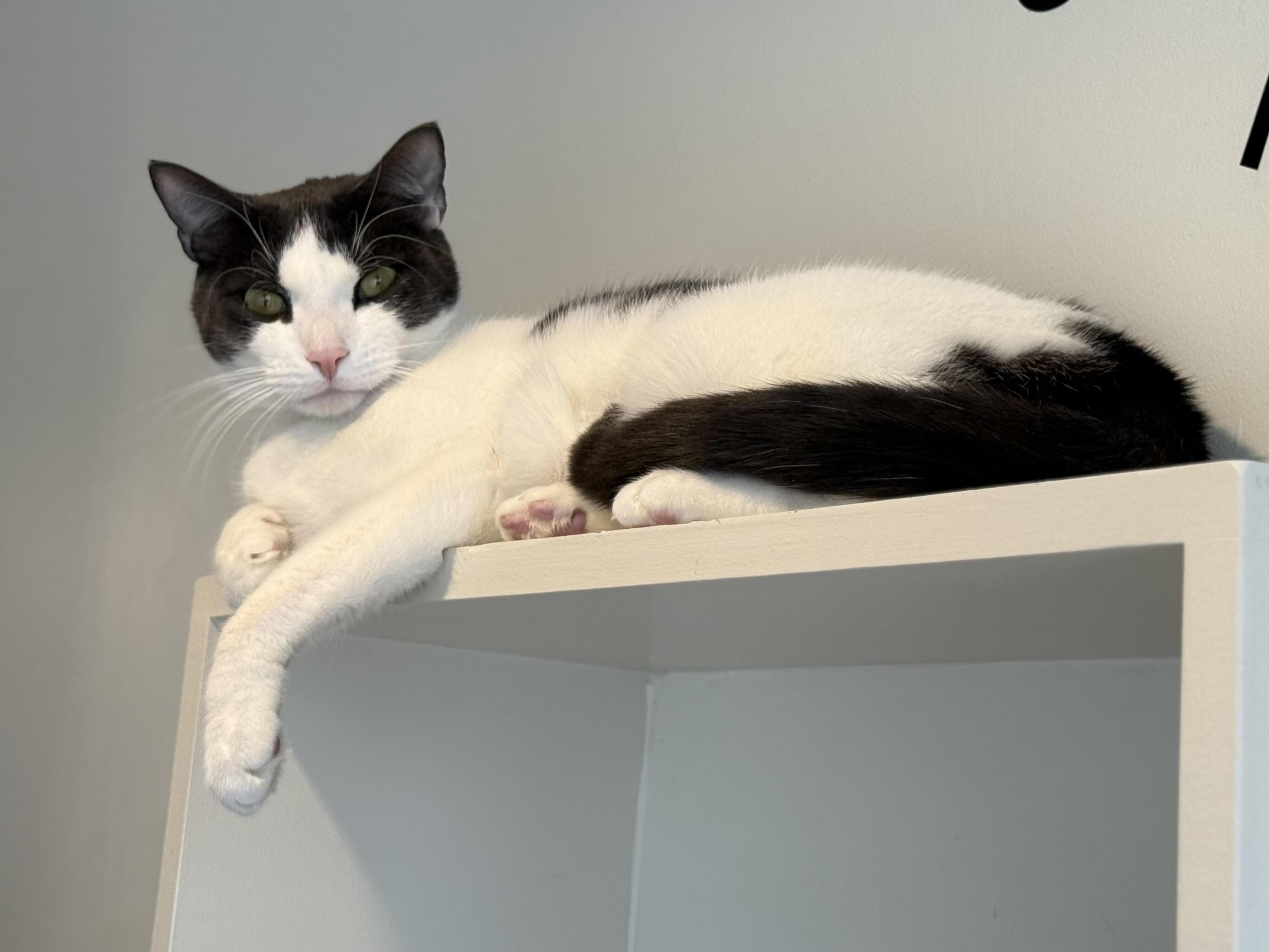 Enlarge MooMoo, a Adoptable Domestic Short Hair in Old Saybrook, CT image 3/6