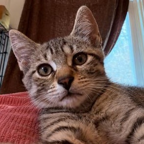 Poe, ADOPTABLE, Kitten Male Domestic Short Hair.
