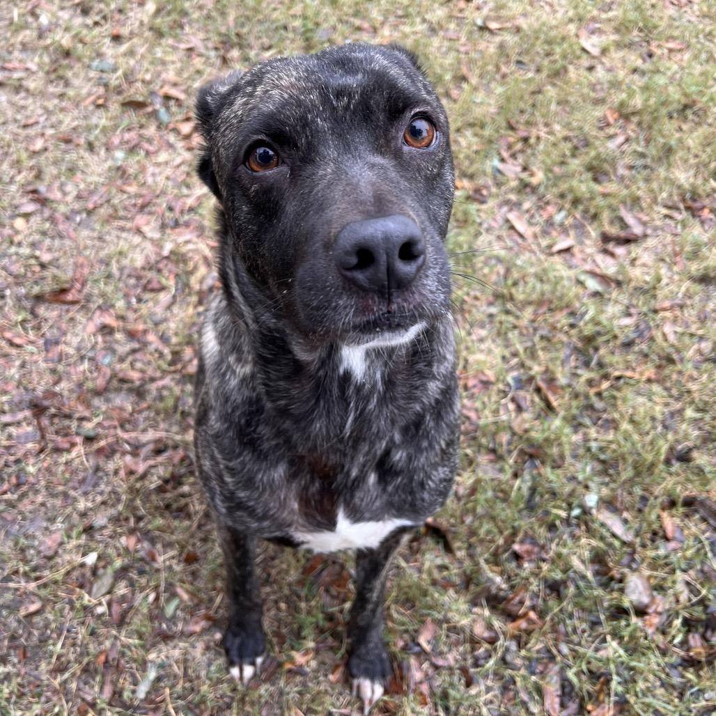 Chevy — thumbnail 2