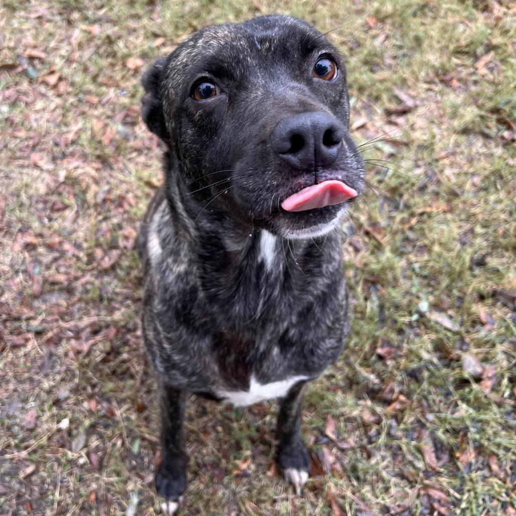 Chevy — thumbnail 3