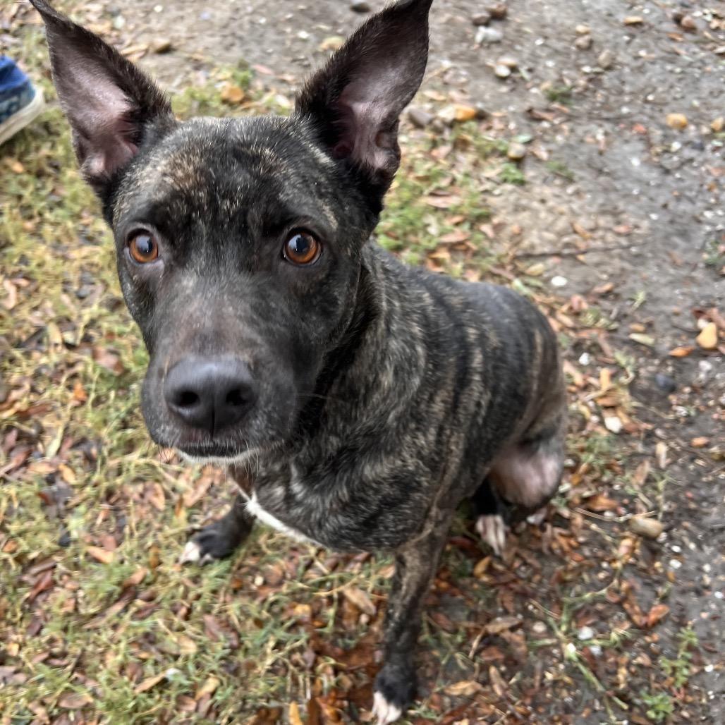 Chevy — thumbnail 4