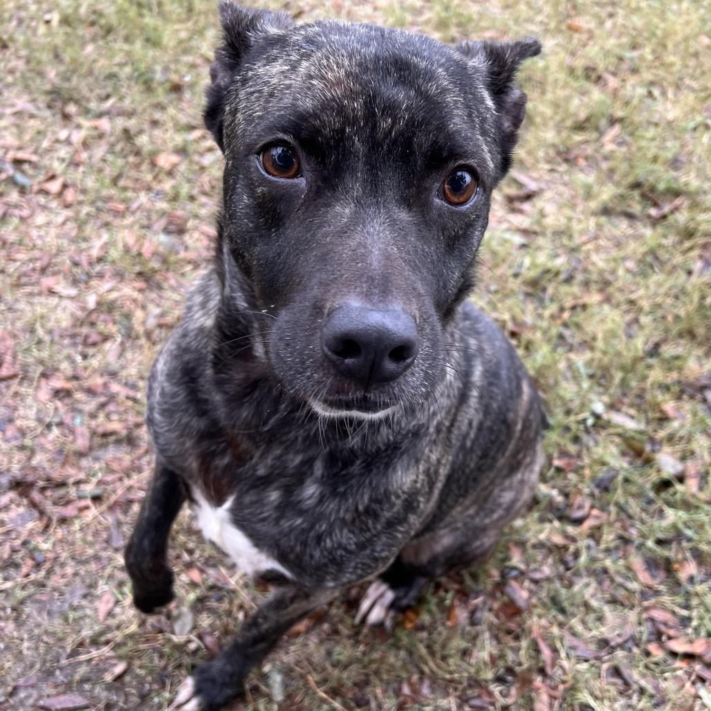 Chevy — thumbnail 5