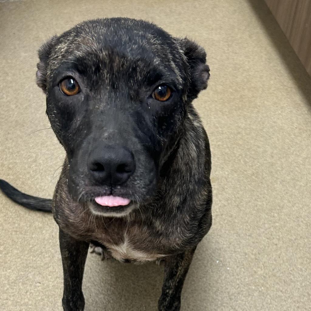 Chevy — thumbnail 6