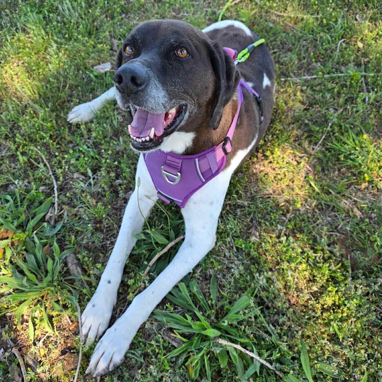 Enlarge Molly, a ADOPTABLE mixed breed in Yukon, OK image 4/4