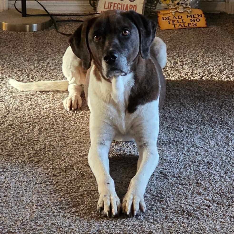 Enlarge Molly, a ADOPTABLE mixed breed in Yukon, OK image 3/4