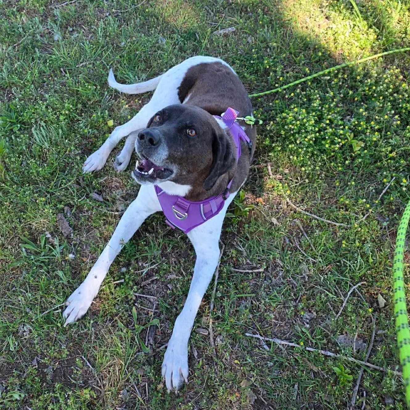 Enlarge Molly, a ADOPTABLE mixed breed in Yukon, OK image 2/4