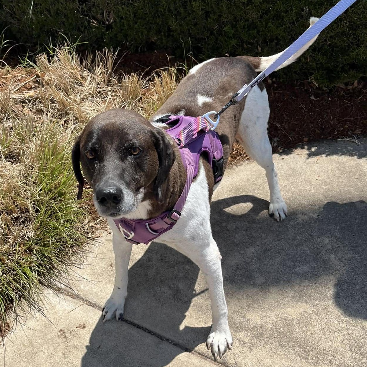 Enlarge Molly, a ADOPTABLE mixed breed in Yukon, OK image 1/4
