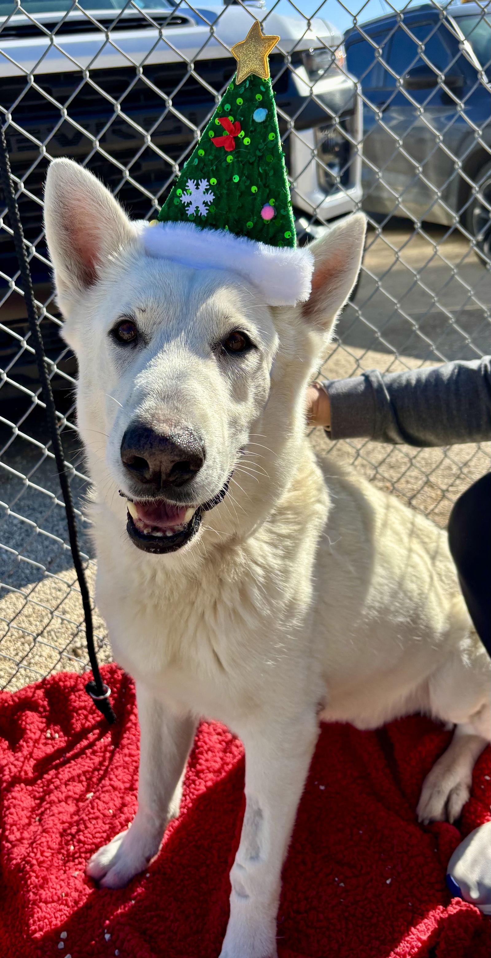 Balto, Adopted, Senior Male Shepherd.