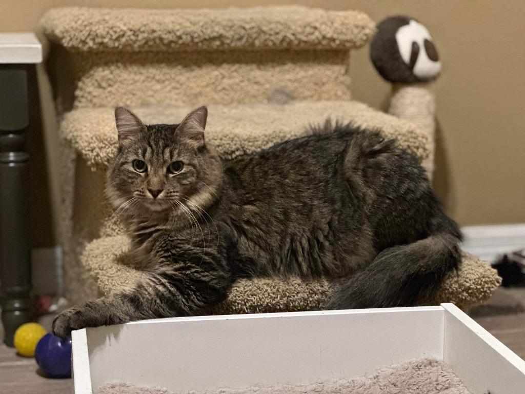 Miguel, Adoptable, Adult Male Domestic Medium Hair & Tabby.