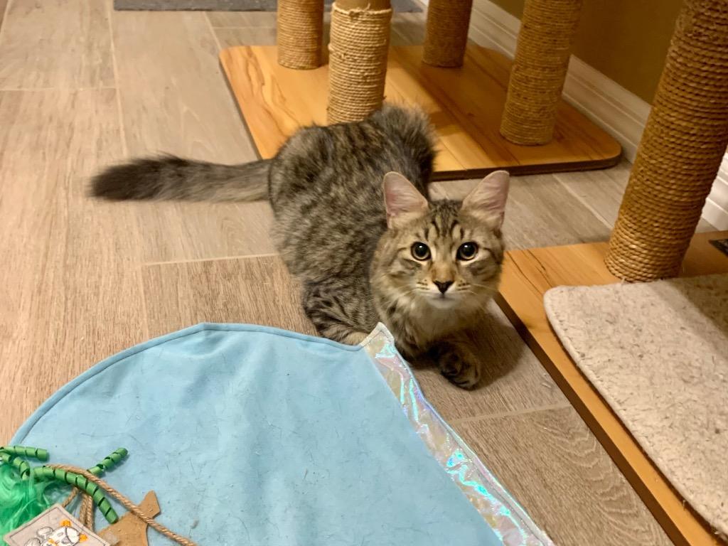 Miguel, Adoptable, Adult Male Domestic Medium Hair & Tabby.