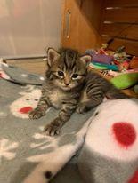 Enlarge Miguel, a Adoptable mixed breed in Orlando, FL image 2/6