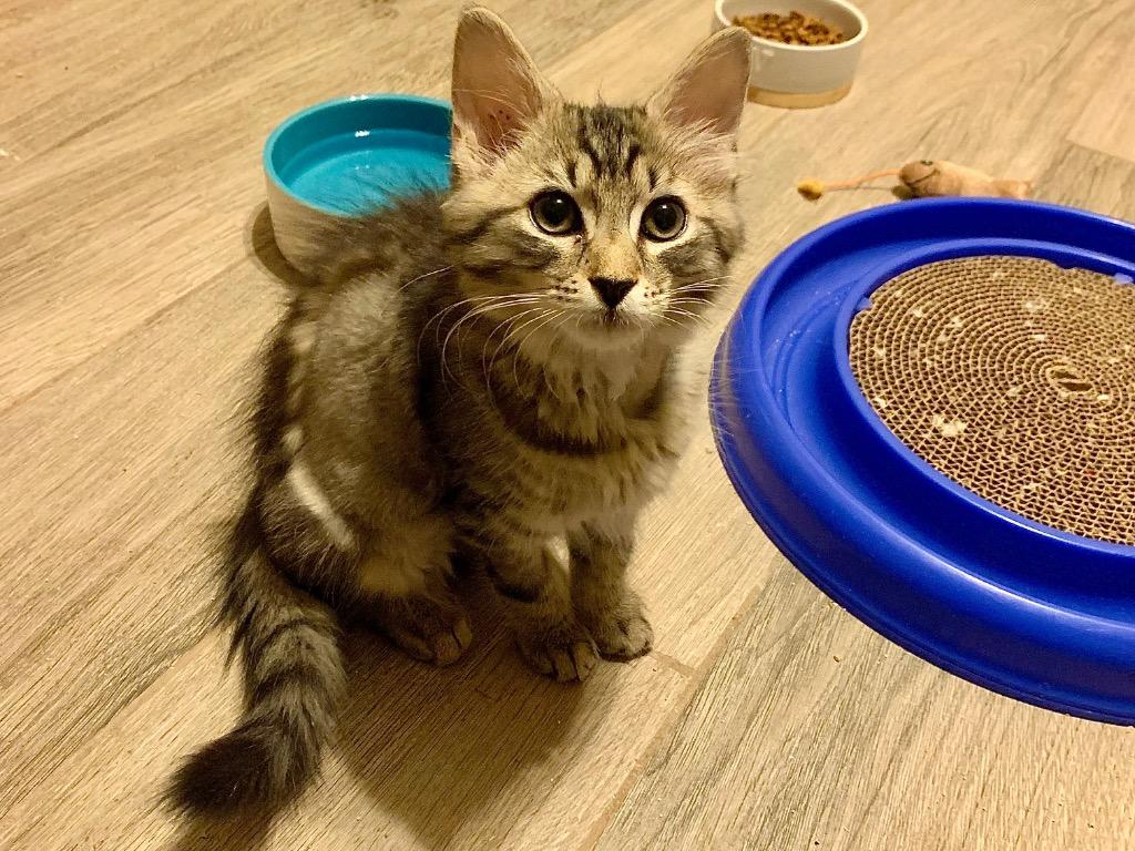 Enlarge Miguel, a Adoptable mixed breed in Orlando, FL image 4/6