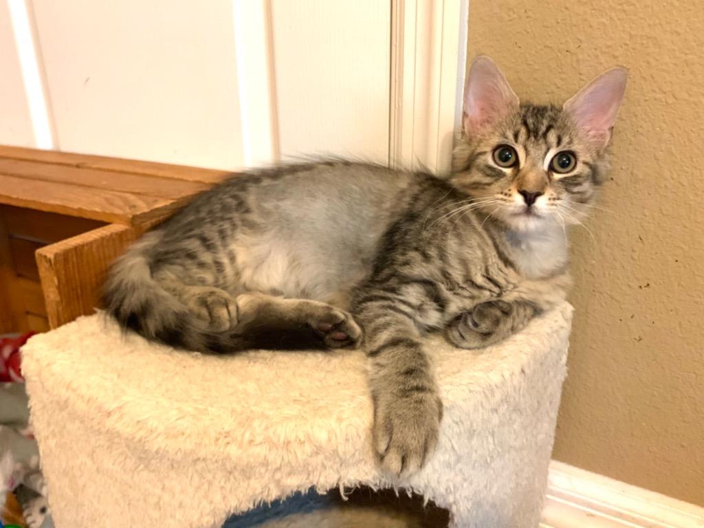 Enlarge Miguel, a Adoptable mixed breed in Orlando, FL image 5/6