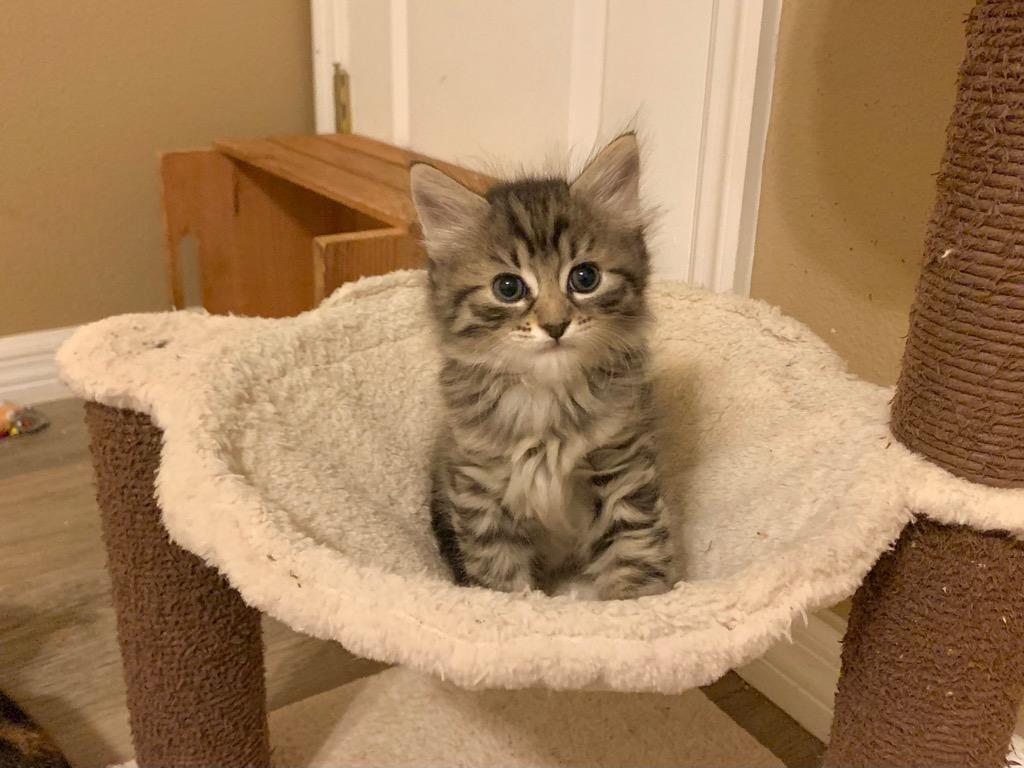 Enlarge Miguel, a Adoptable mixed breed in Orlando, FL image 6/6