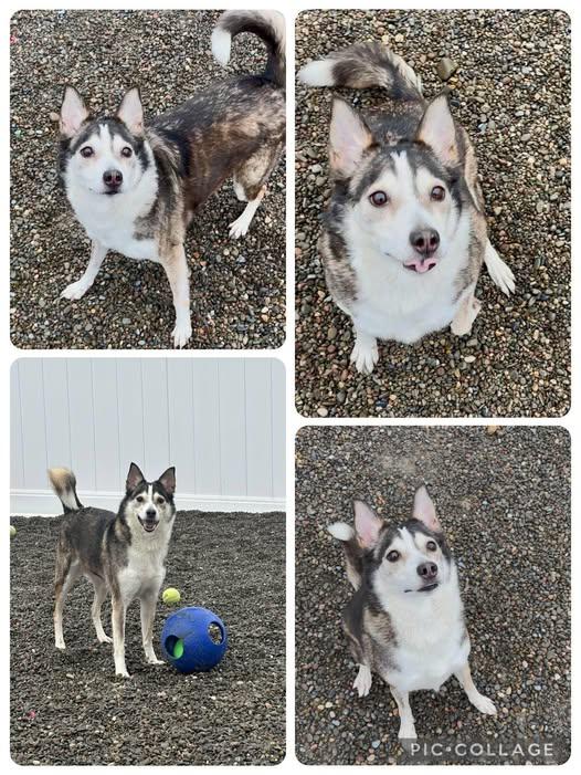 Astrid, Adult Female Husky