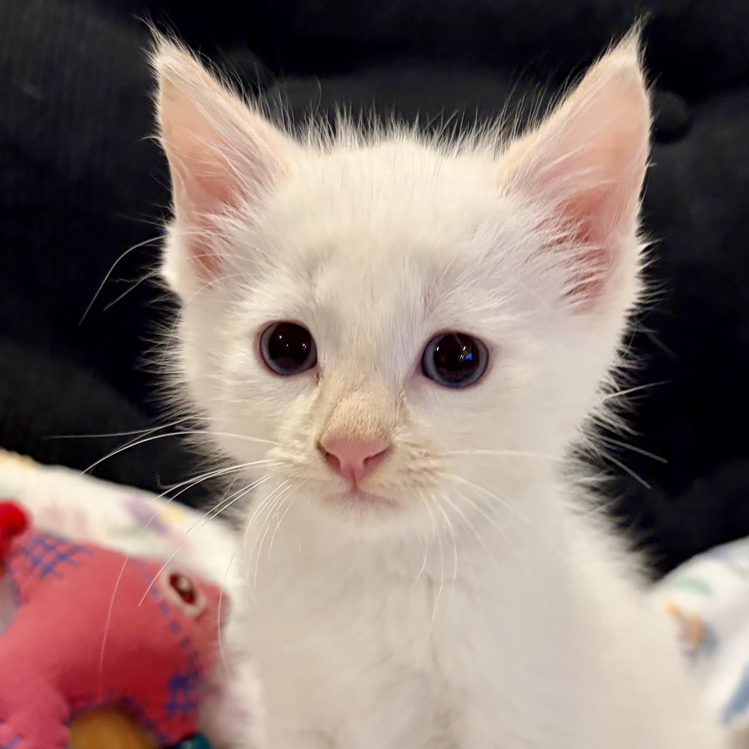 Puma, a ADOPTABLE mixed breed in Murphysboro, IL image 3/4