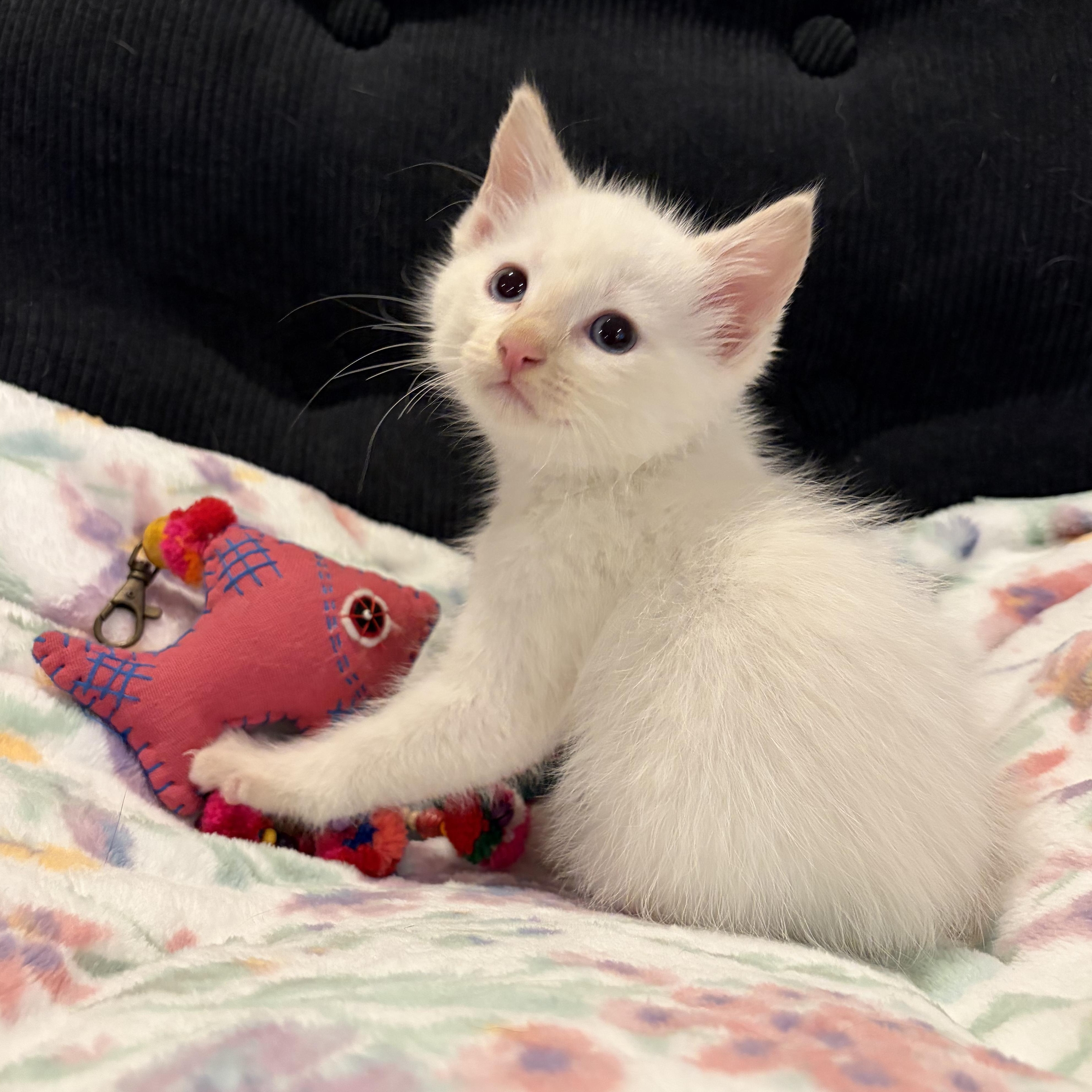 Puma, a ADOPTABLE mixed breed in Murphysboro, IL image 2/4