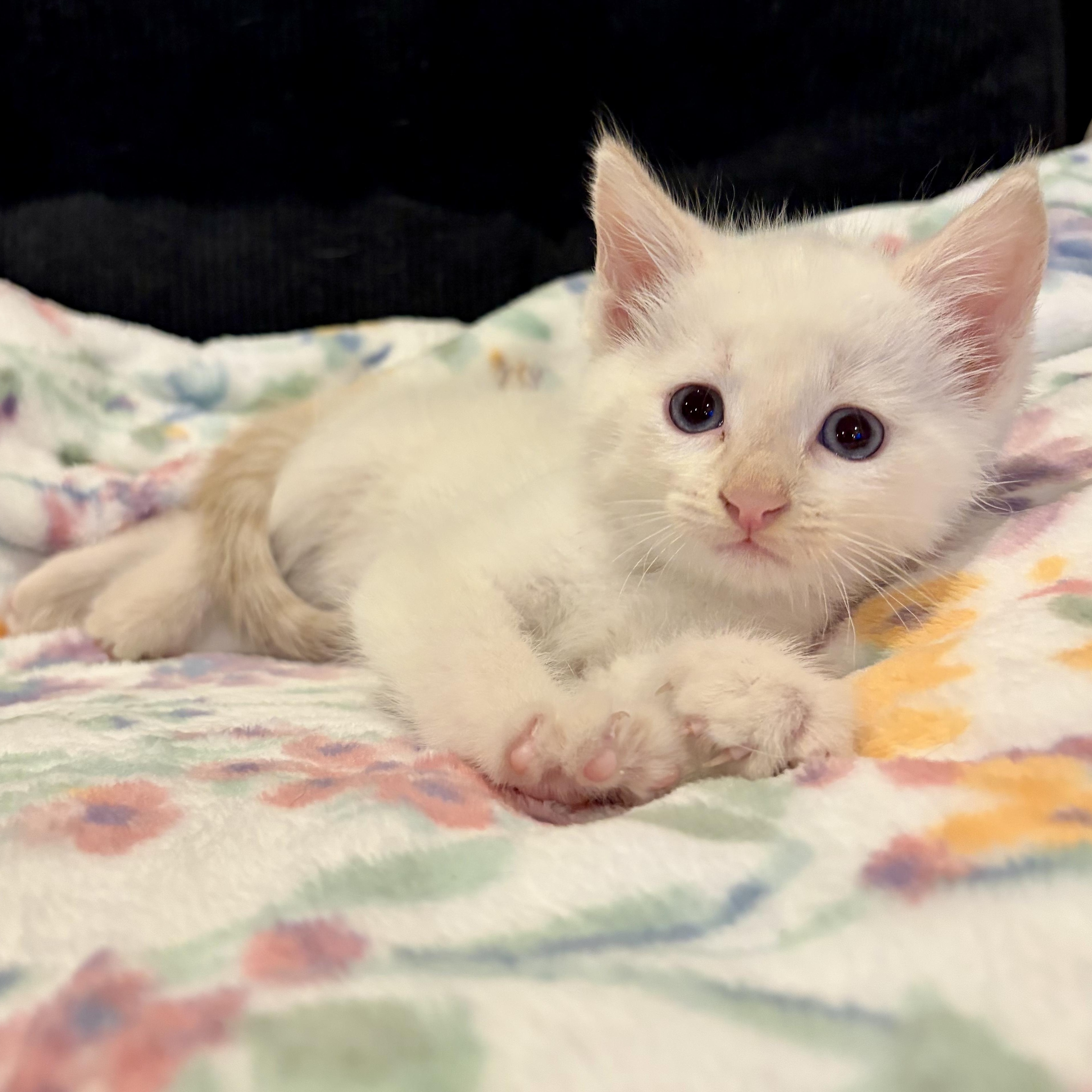 Puma, a ADOPTABLE mixed breed in Murphysboro, IL image 1/4