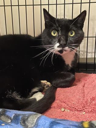 Enlarge Carl, a ADOPTABLE Domestic Short Hair in West Swanzey, NH image 1/1