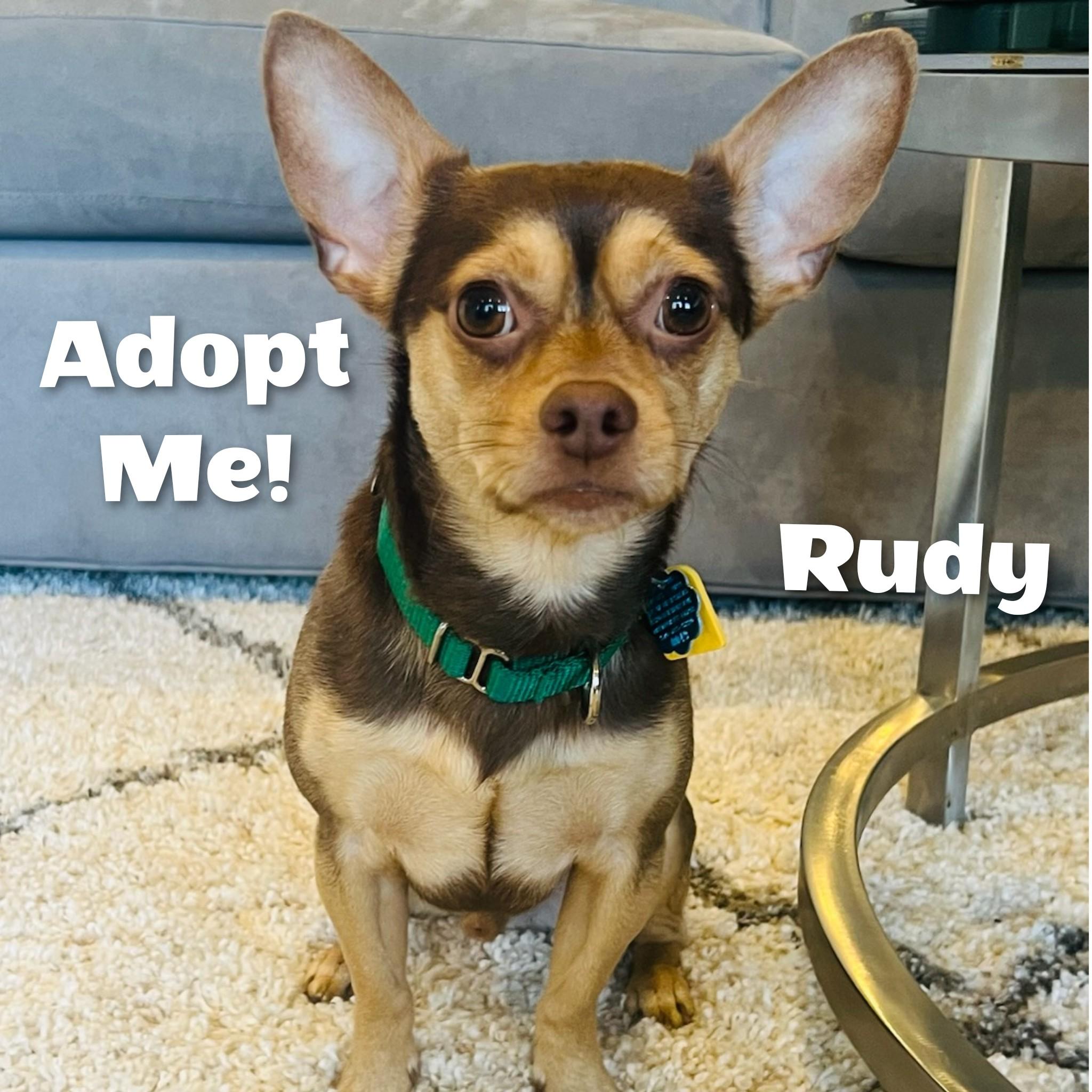 Rudy, Adopted, Young Male Chihuahua & Terrier.