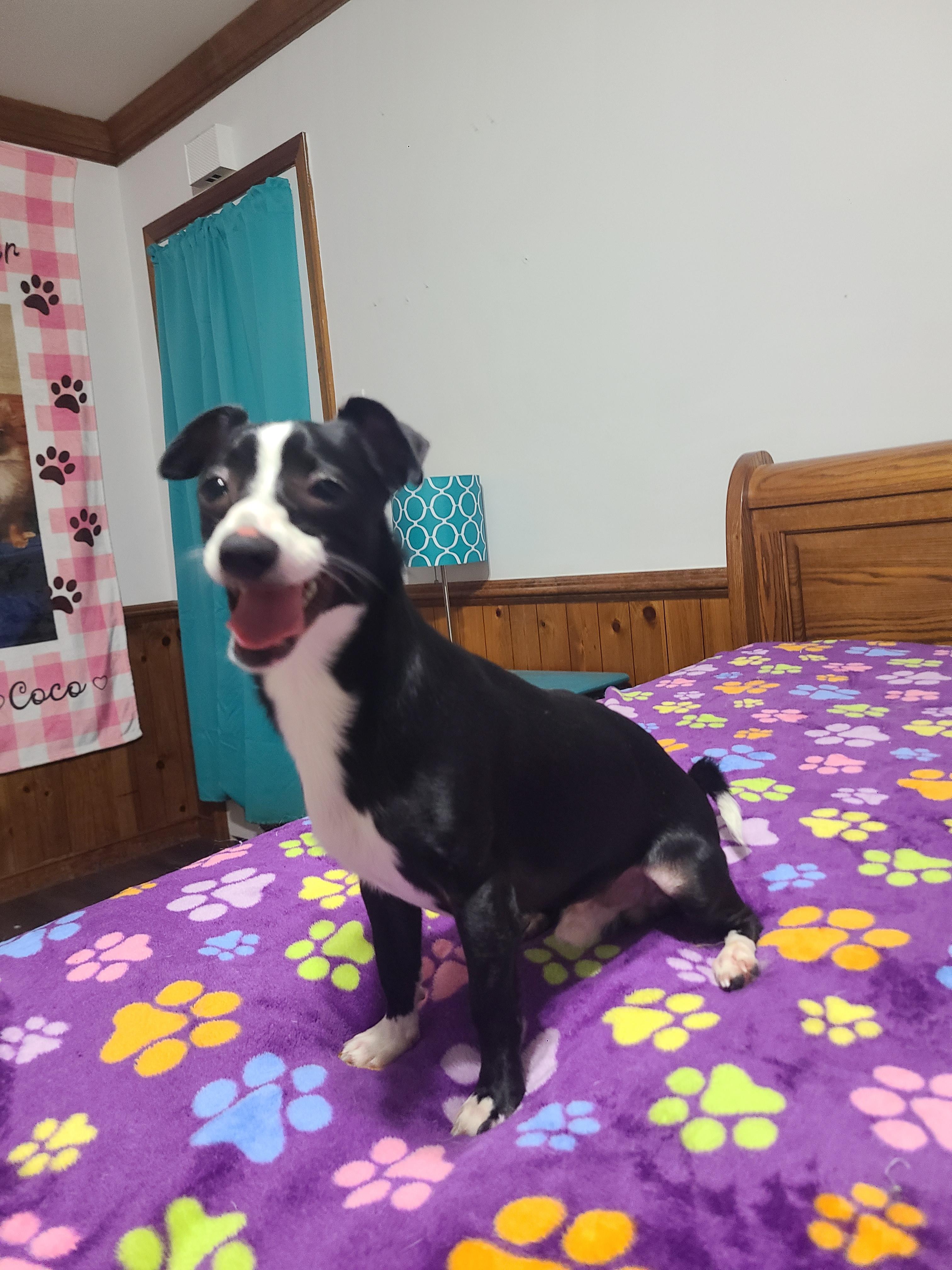 Enlarge Houston, a Adoptable Chiweenie in Richmond, VA image 3/6