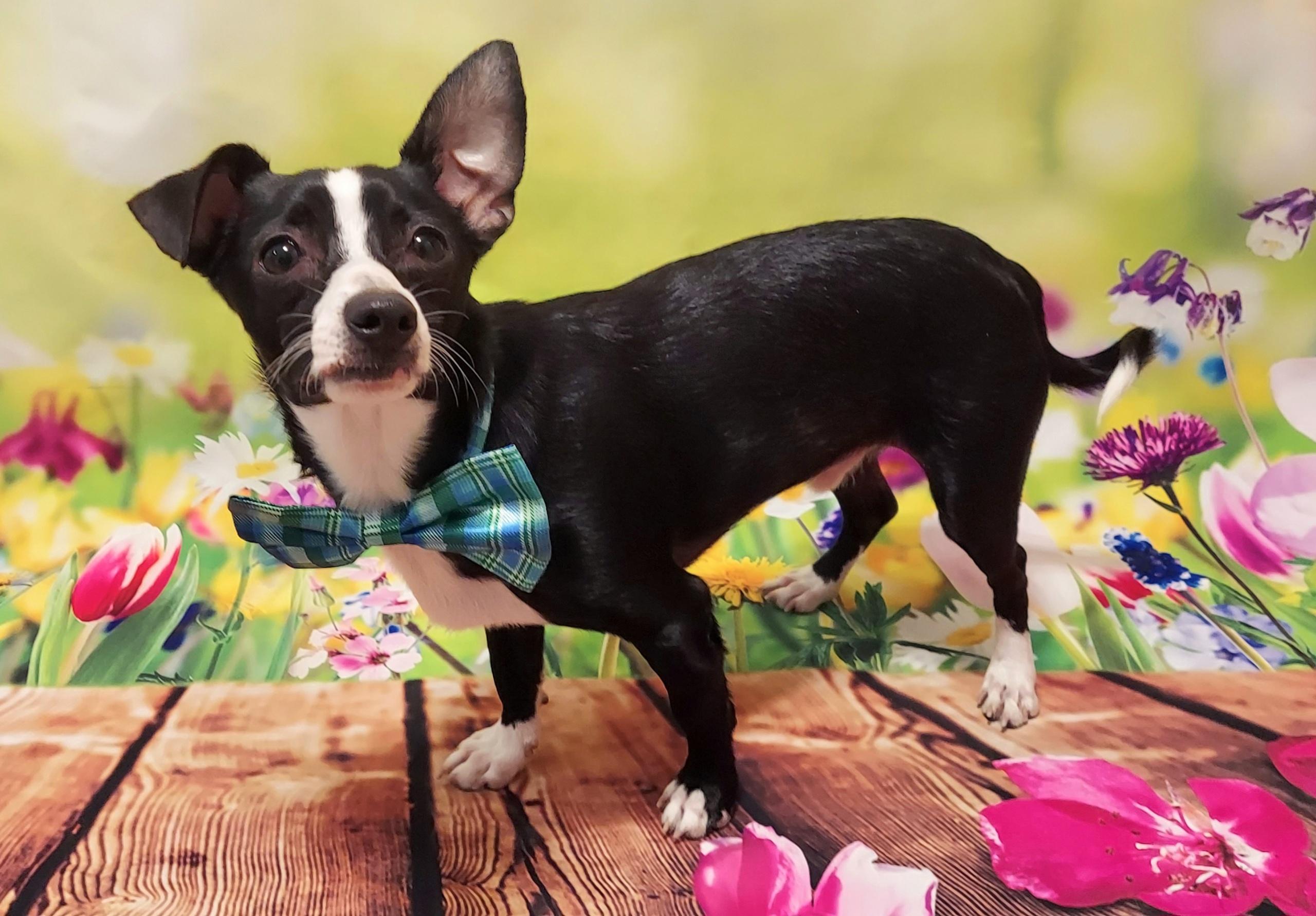 Enlarge Houston, a Adoptable Chiweenie in Richmond, VA image 6/6