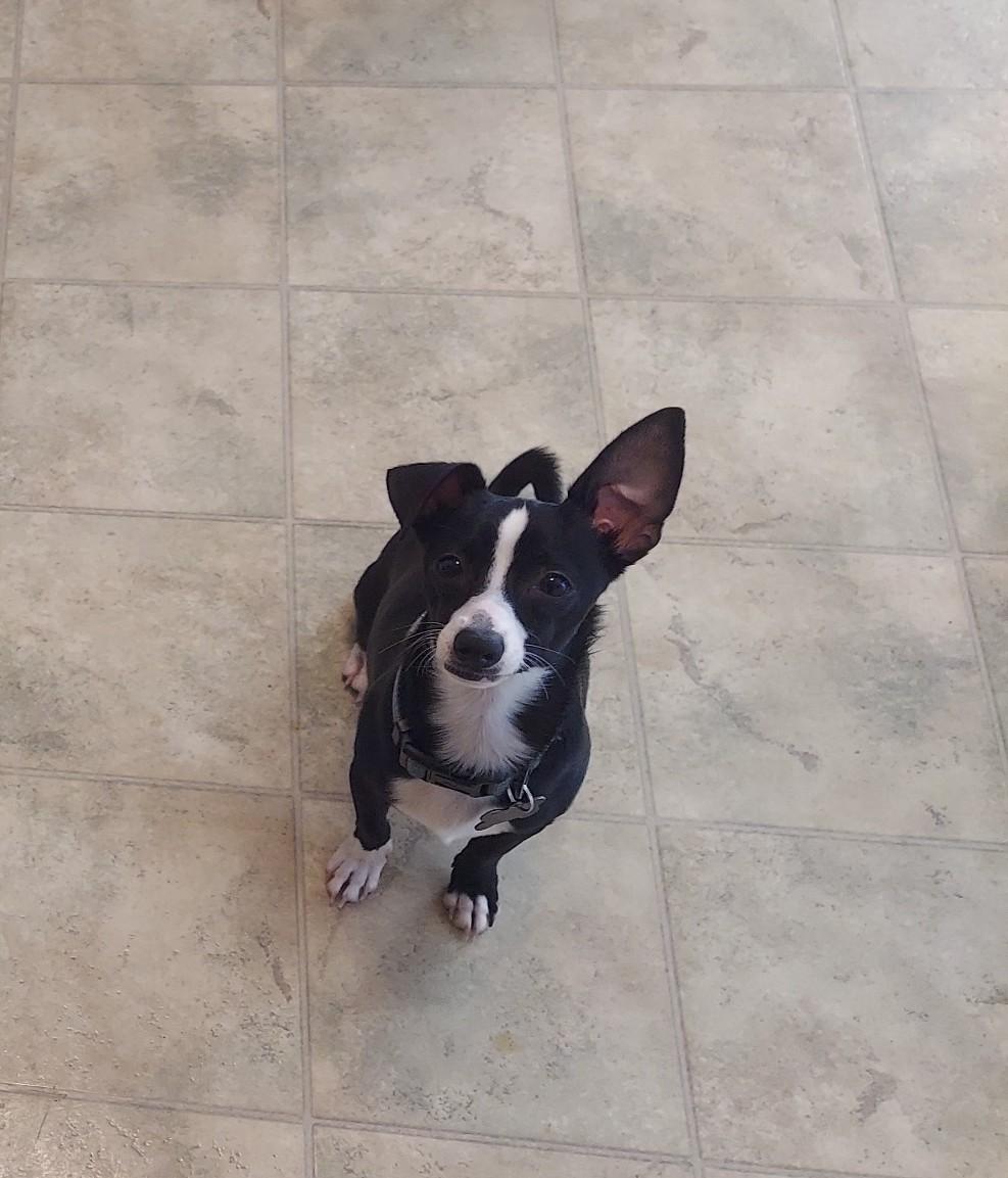 Enlarge Houston, a Adoptable Chiweenie in Richmond, VA image 2/6