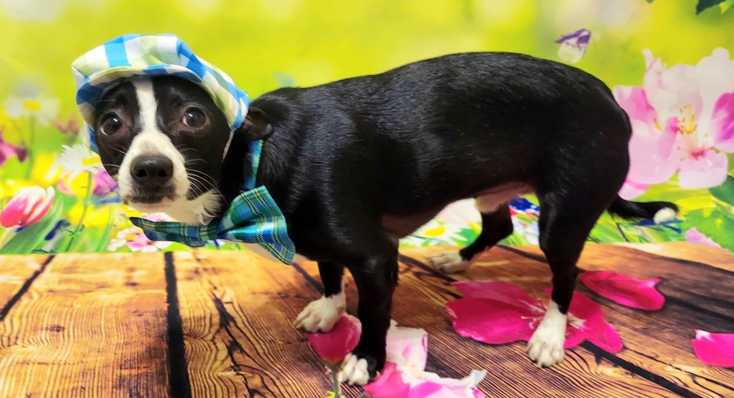 Enlarge Houston, a Adoptable Chiweenie in Richmond, VA image 5/6