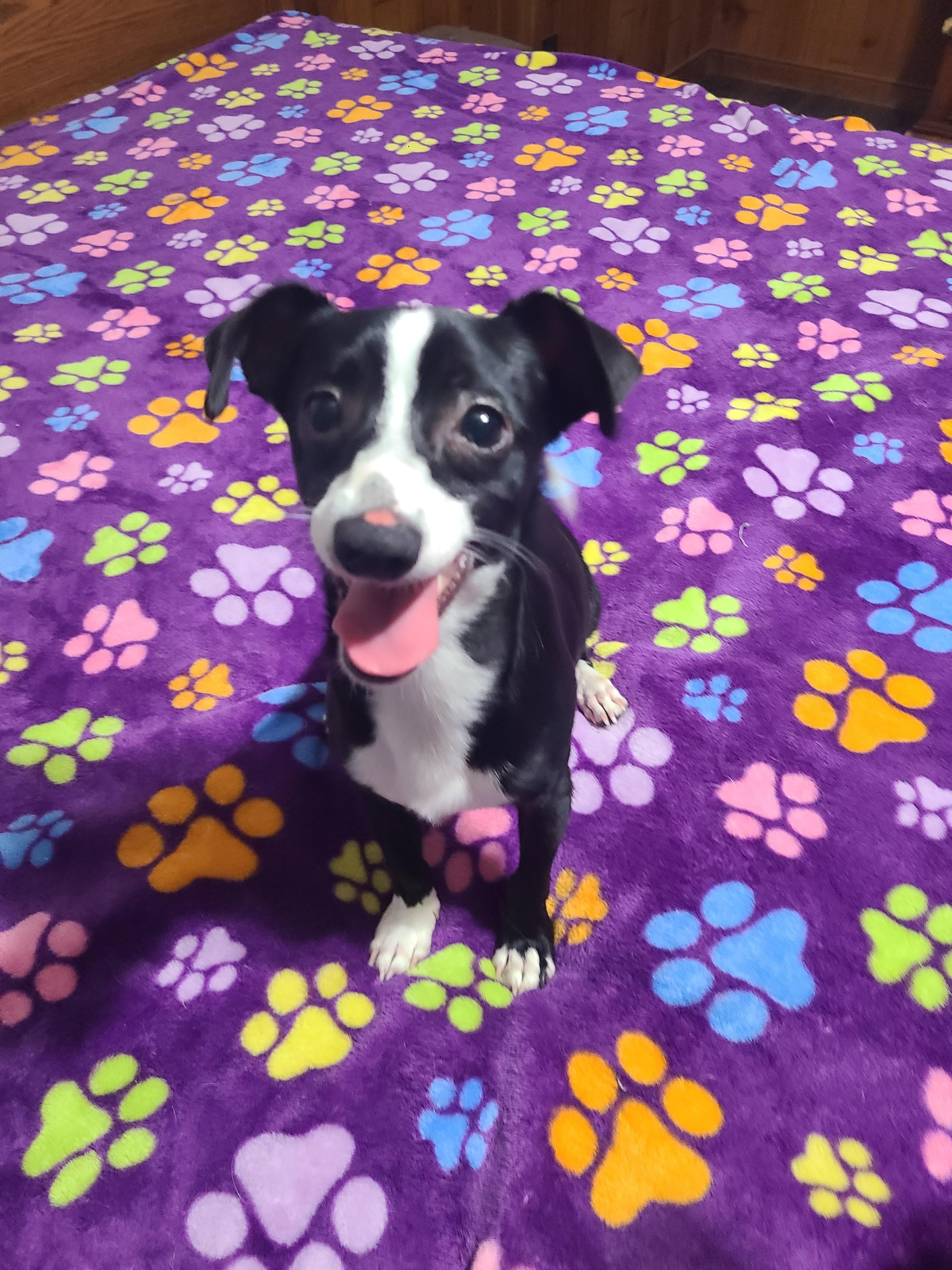 Enlarge Houston, a Adoptable Chiweenie in Richmond, VA image 4/6