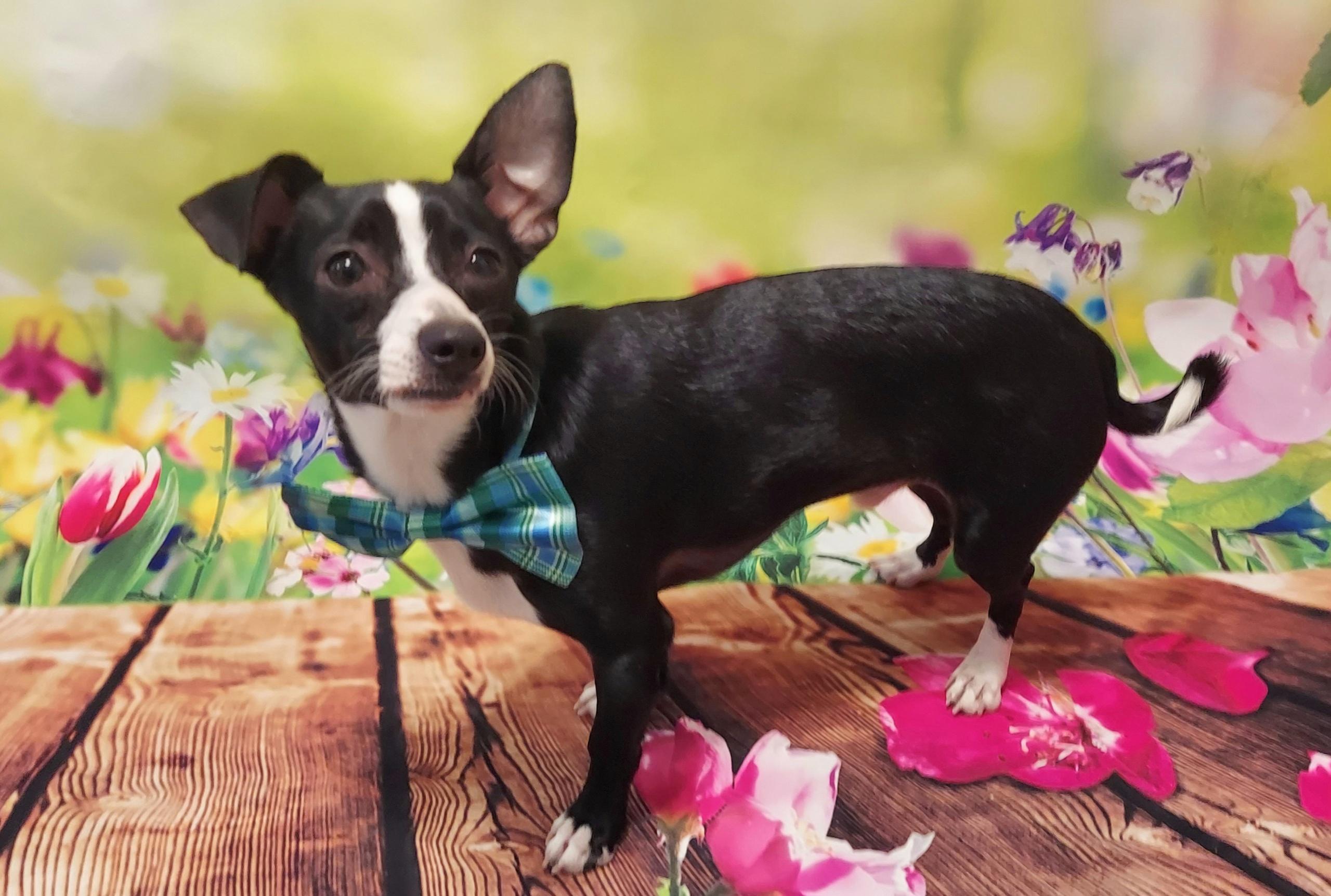 Houston, Adoptable, Young Male Chiweenie.