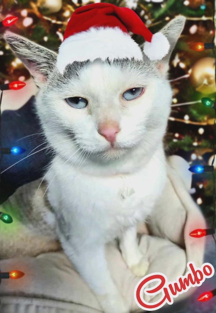 Enlarge Gumbo, a Adopted mixed breed in Shelbyville, TN image 1/1