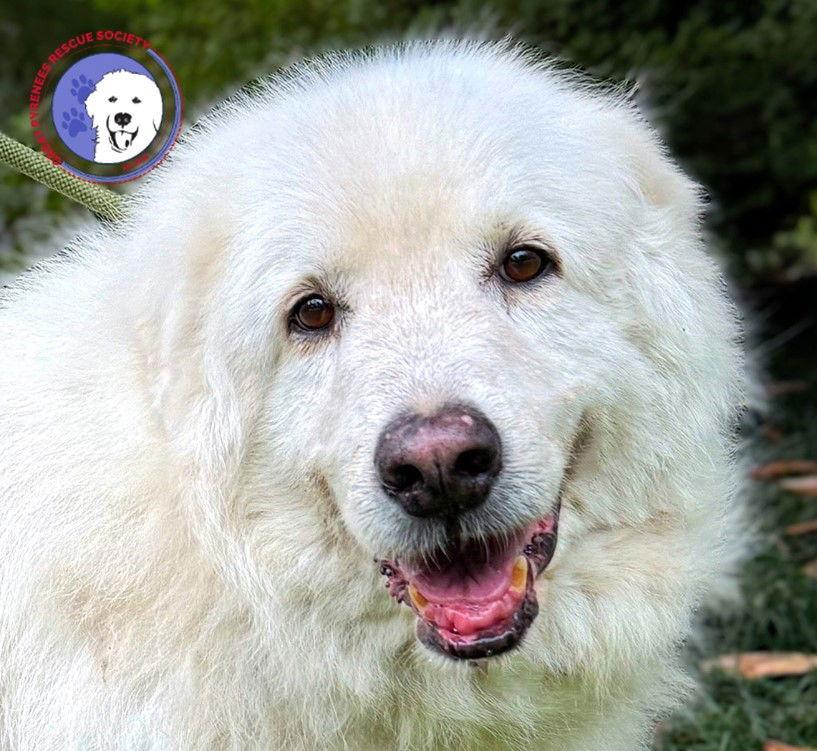 Sam, Adoptable, Senior Male Great Pyrenees.