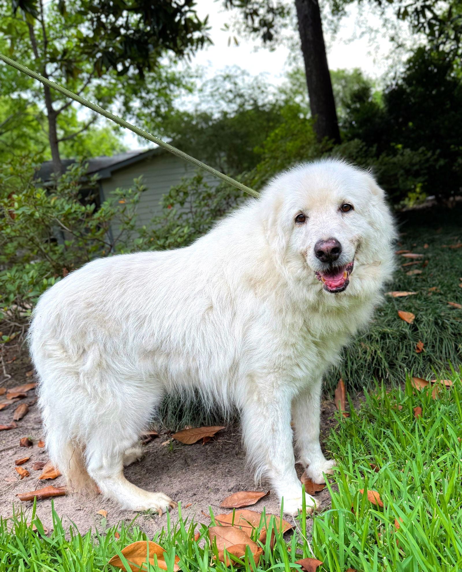 Enlarge Sam, a Adoptable Great Pyrenees in Spring, TX image 3/3