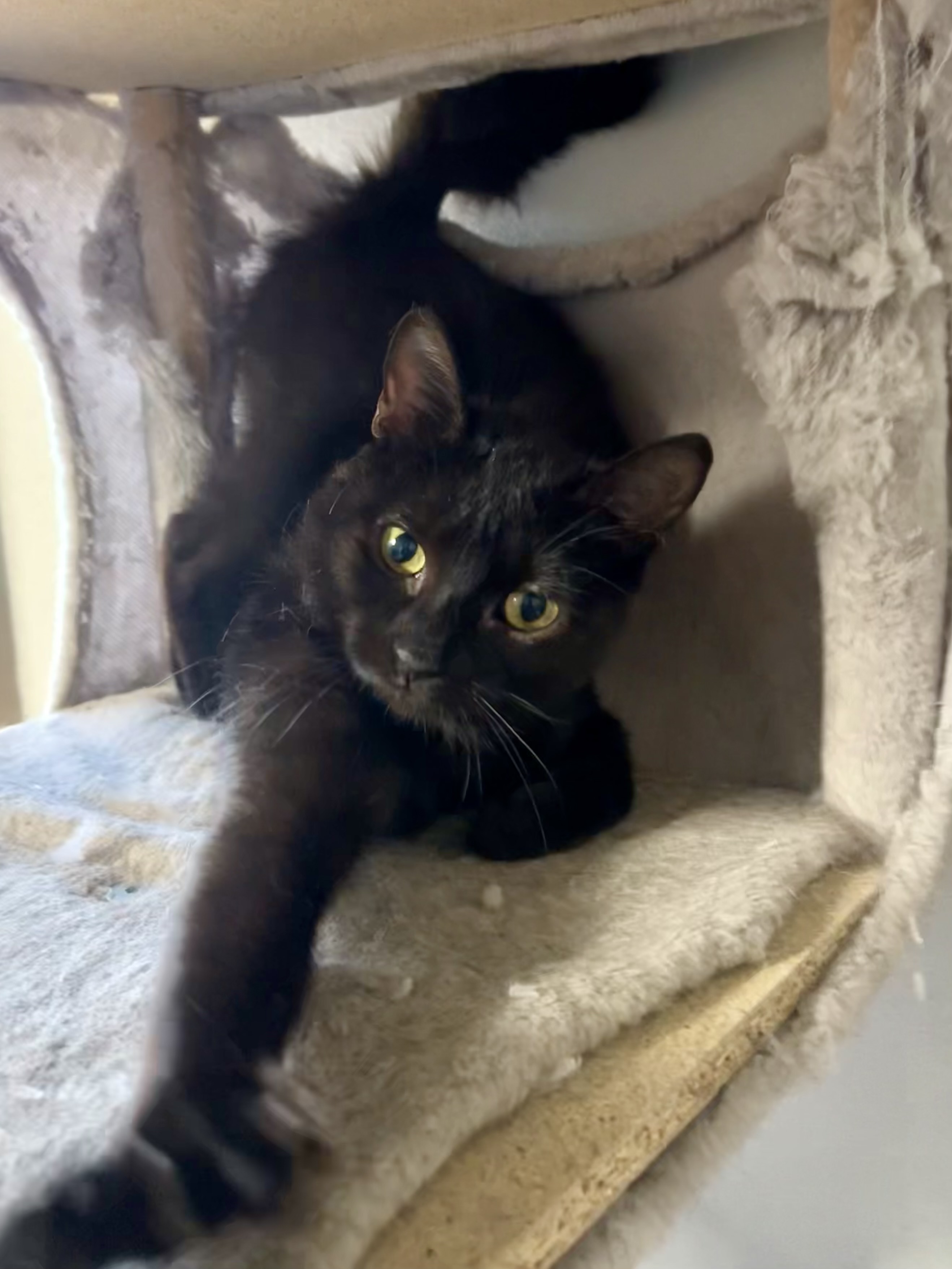 Enlarge Winky Winks, an adoptable mixed breed in Oak Park, MI image 4/4