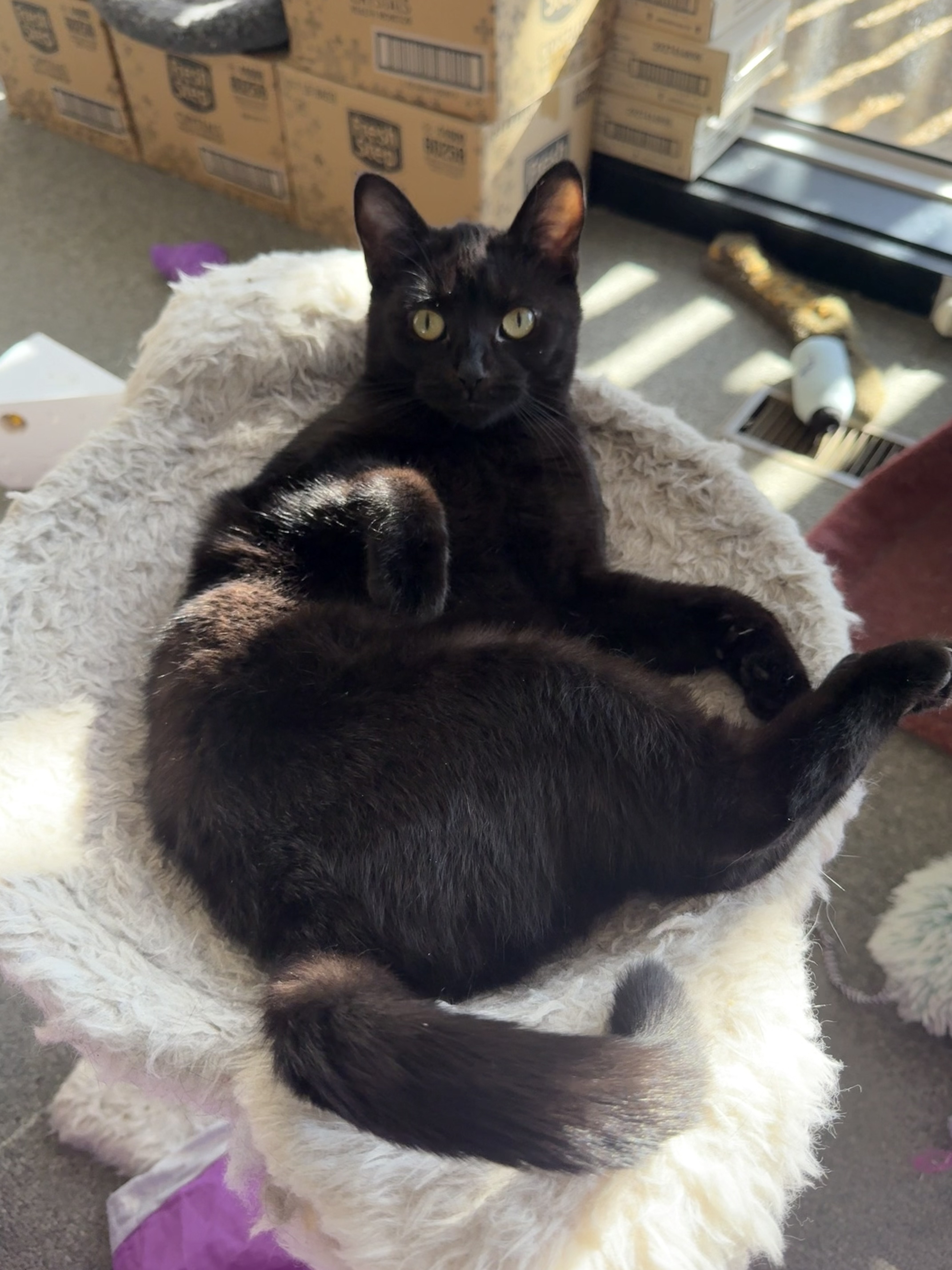 Enlarge Winky Winks, an adoptable mixed breed in Oak Park, MI image 3/4