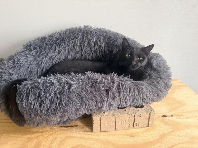 Enlarge Winky Winks, an adoptable mixed breed in Oak Park, MI image 2/4