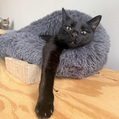 Winky Winks, adoptable, Adult Male Domestic Short Hair & Bombay.