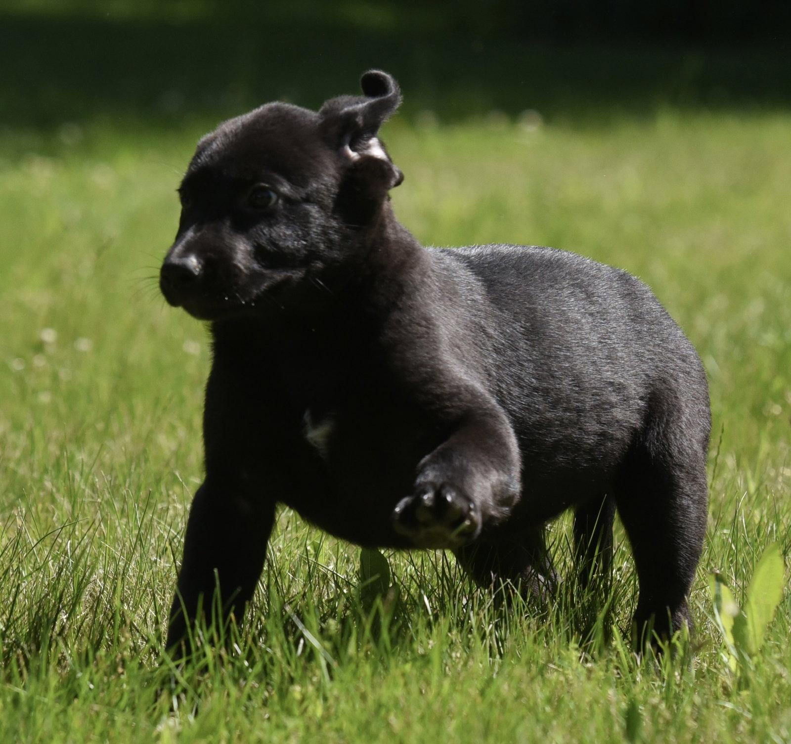Enlarge Nikolai, a Adopted mixed breed in Mechanicsburg, PA image 1/3