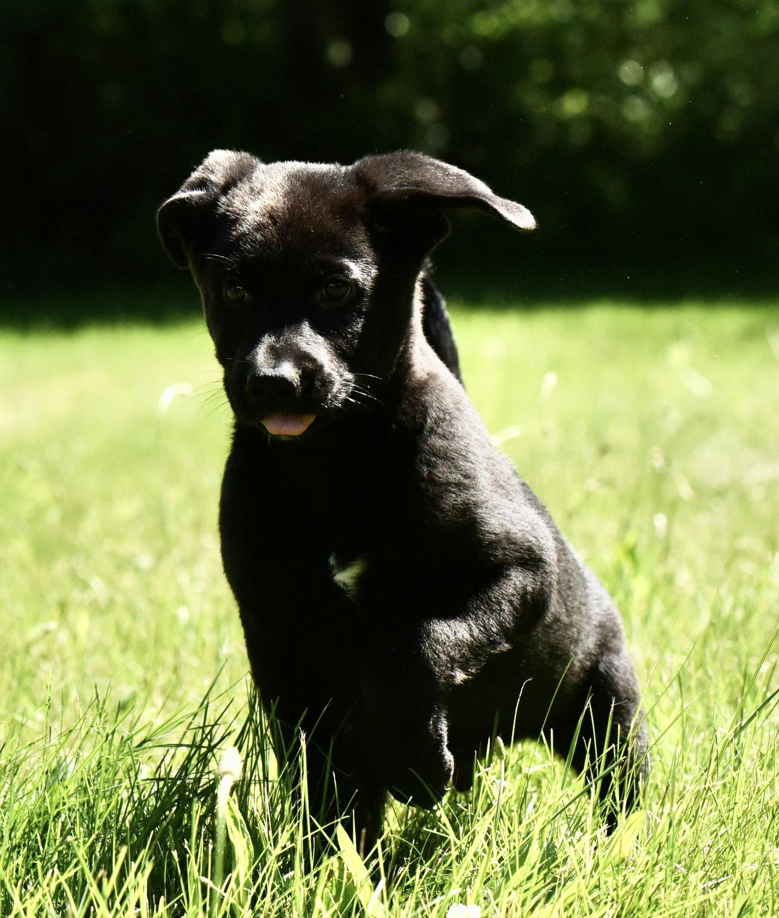 Enlarge Nikolai, a Adopted mixed breed in Mechanicsburg, PA image 2/3