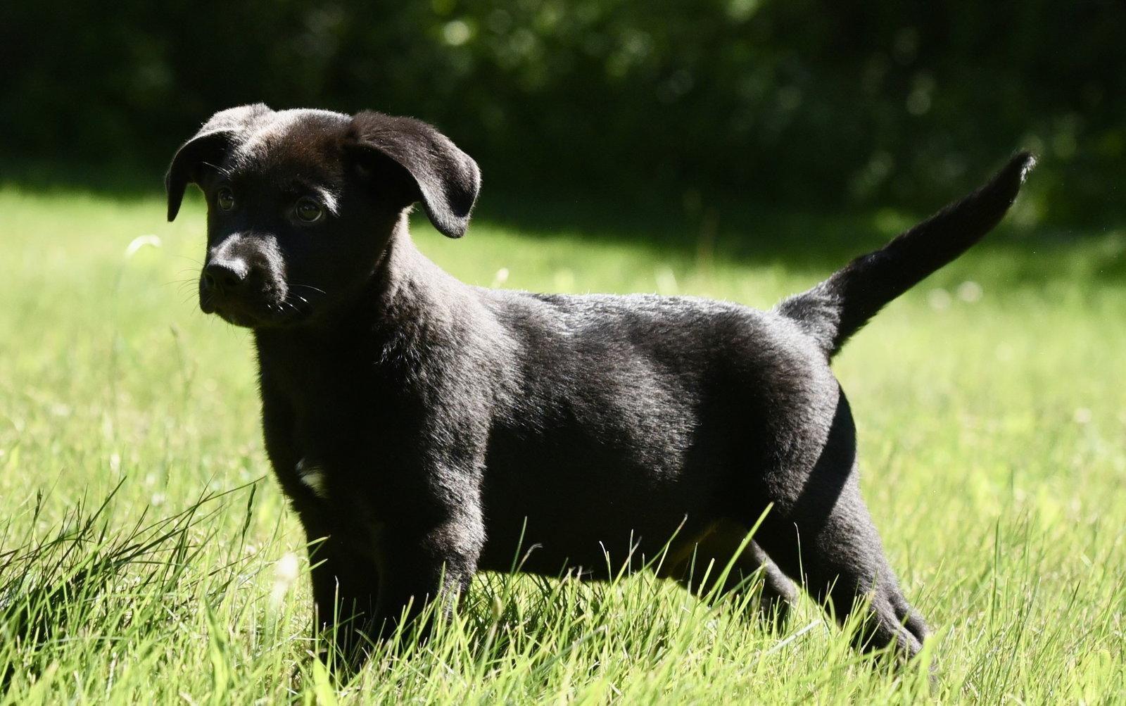 Enlarge Nikolai, a Adopted mixed breed in Mechanicsburg, PA image 3/3