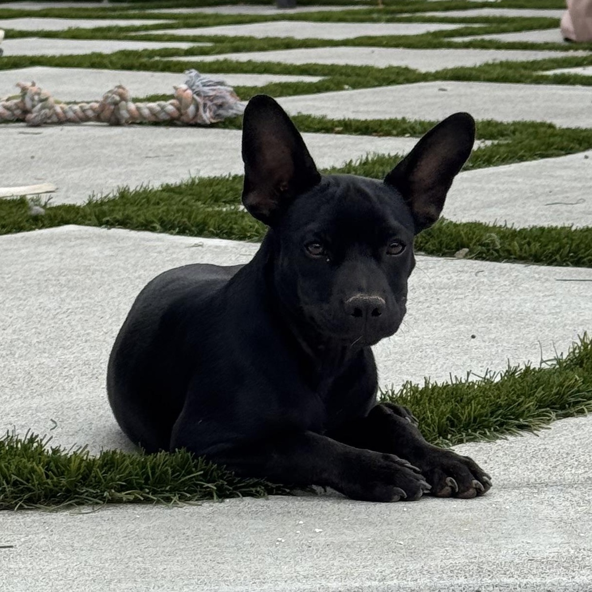 Enlarge Mr. Shadow Riley, a Adopted mixed breed in Ridgefield, WA image 4/6