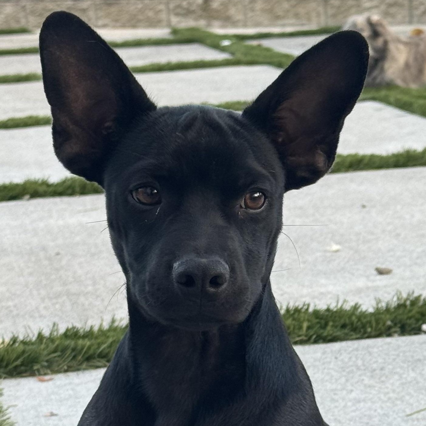 Enlarge Mr. Shadow Riley, a Adopted mixed breed in Ridgefield, WA image 3/6