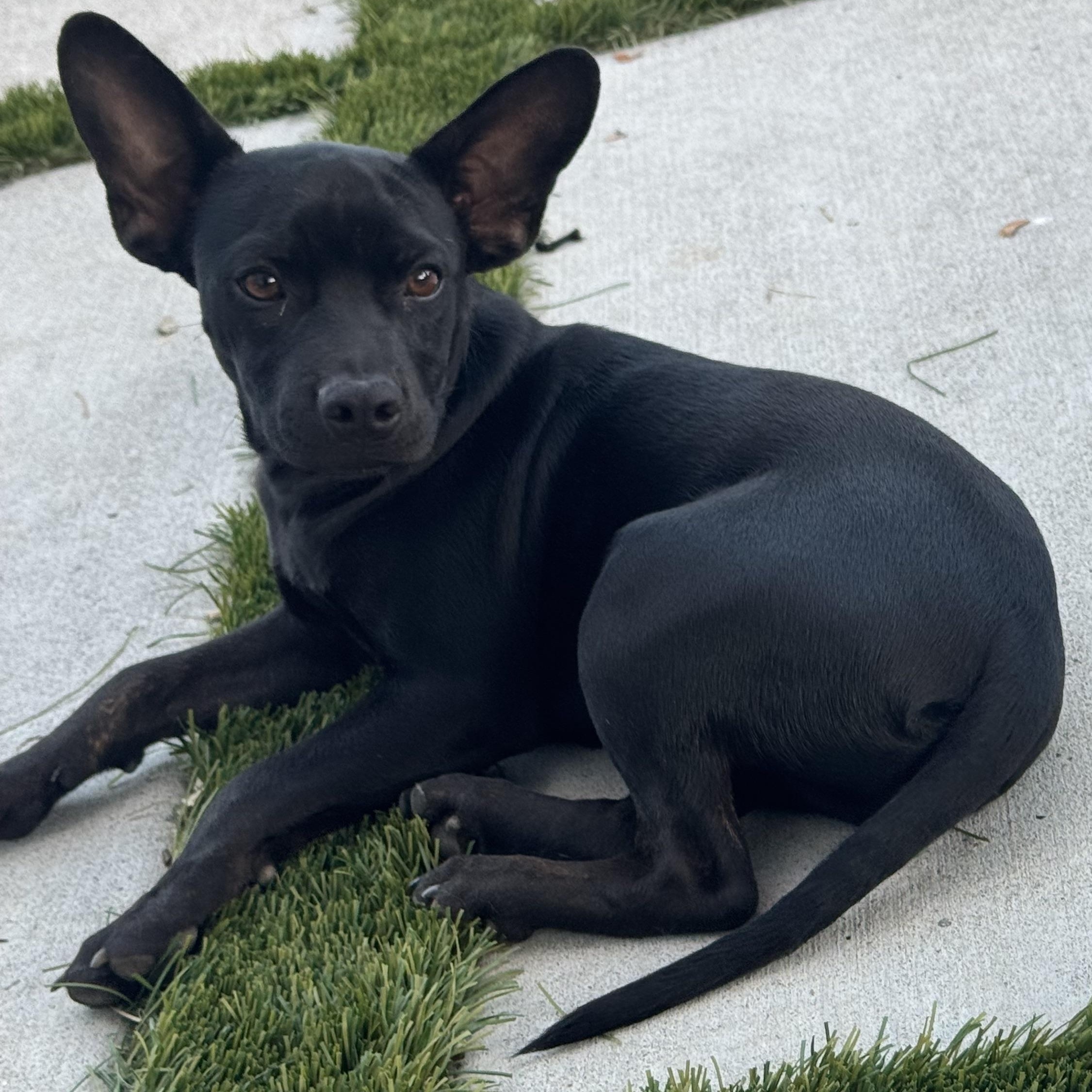 Enlarge Mr. Shadow Riley, a Adopted mixed breed in Ridgefield, WA image 2/6