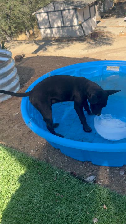 Enlarge Mr. Shadow Riley, a Adopted mixed breed in Ridgefield, WA video 5/6