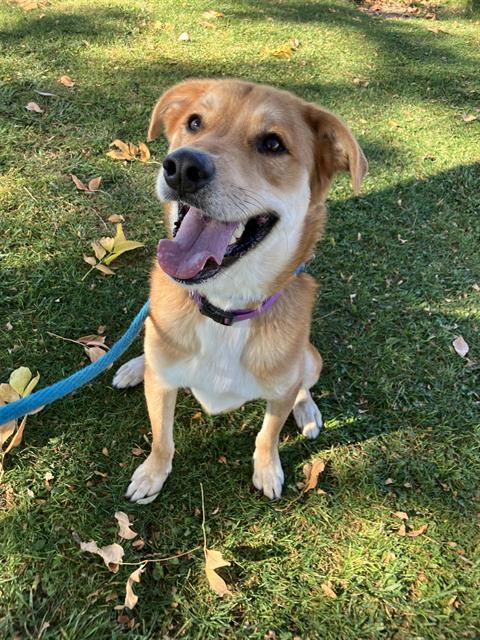 GAMBIT, Adoptable, Adult Male Akita & Mixed Breed.