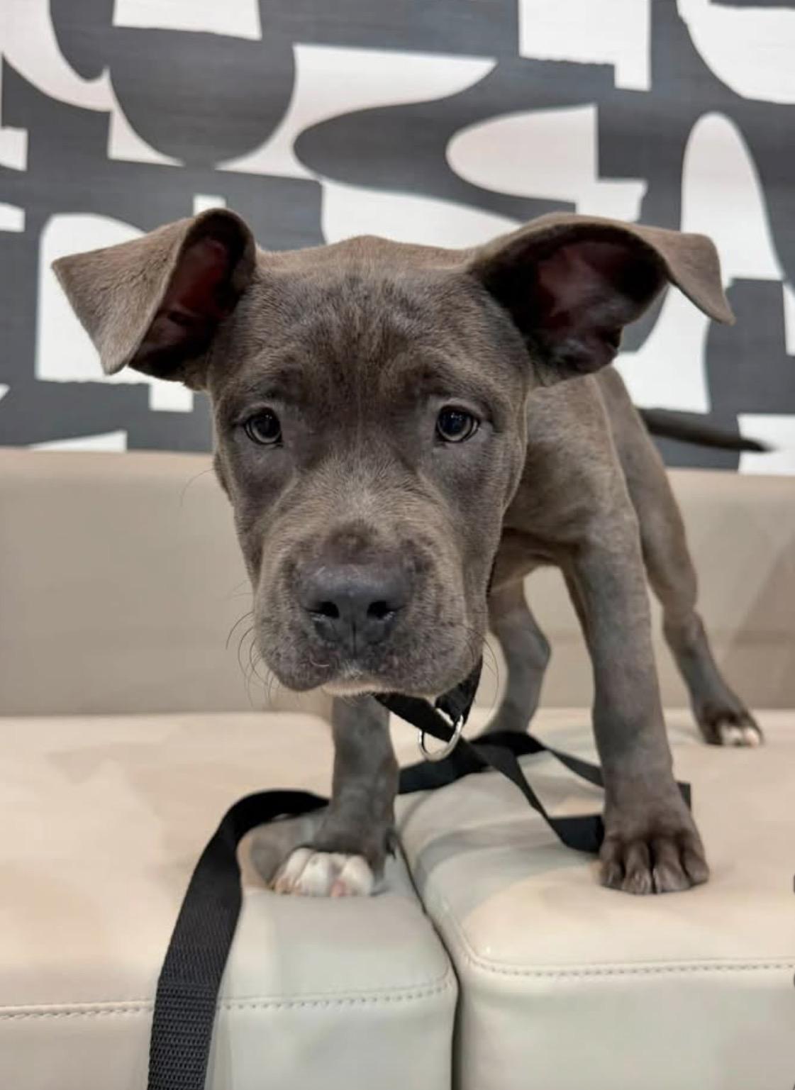 Birdie, Adopted, Puppy Female American Bully.