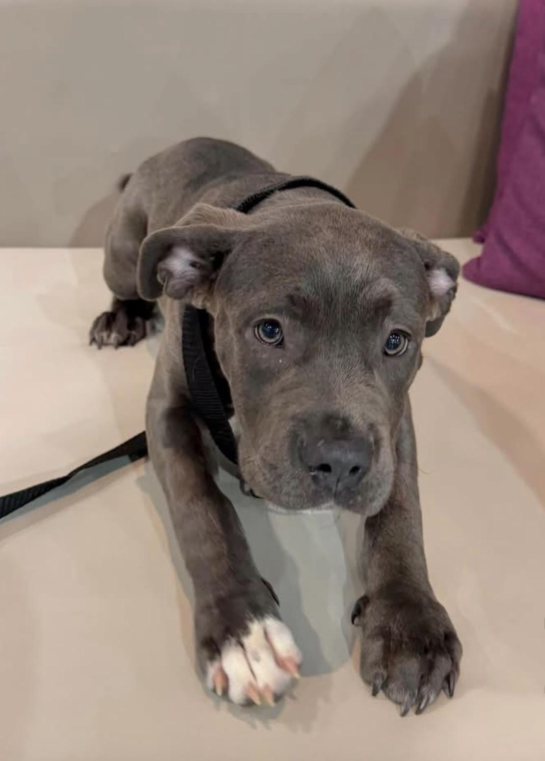 Enlarge Birdie, a Adopted American Bully in Palm springs, FL image 2/3